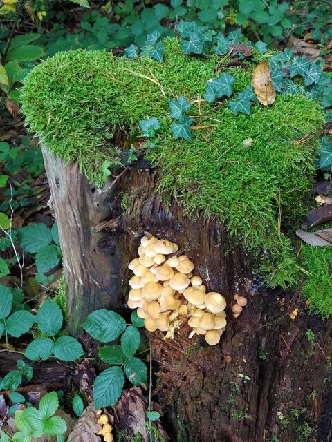 Pilzschmuck am Baumstumpf.  | Foto: sigischlottke