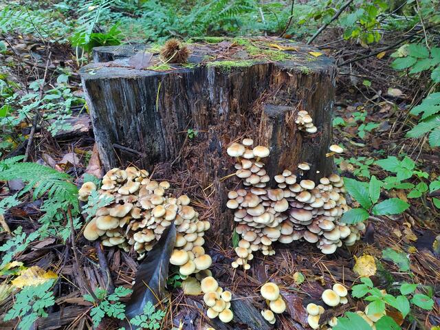 Und wieder sehen wir sooo viele hübsche Pilze.  | Foto: sigischlottke