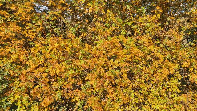 Morgens in der Natur🍁😍🍁 | Foto: Ralf Röser