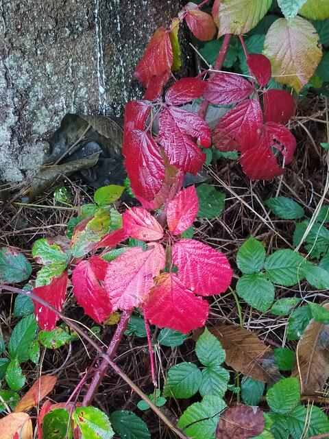 Wunderschön herbstlich gefärbte Brombeerblätter.  | Foto: sigischlottke