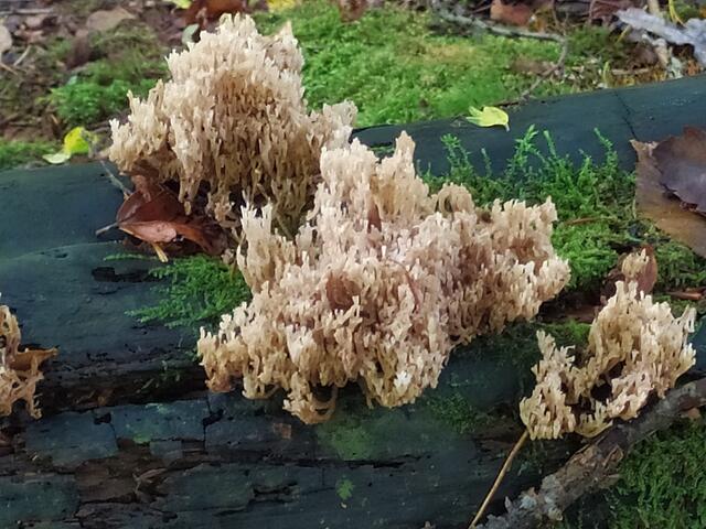 Pilze......  | Foto: sigischlottke