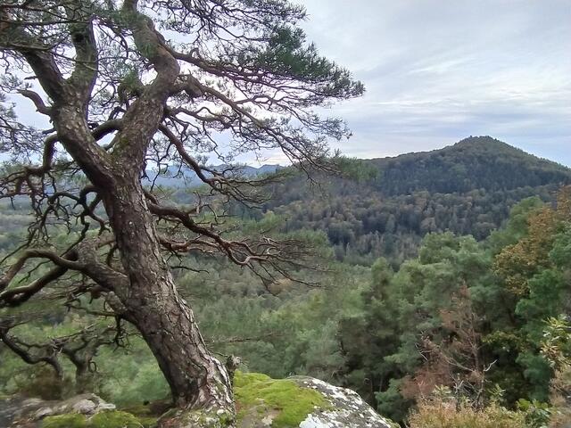 Oben angekommen. Vom Heidenturm und Schüsselfelsen bieten sich tolle Ausblicke über den Pfälzer Wald  | Foto: sigischlottke