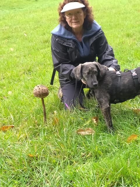 Hier kann man gut sehen, wie groß der Pilz ist.  | Foto: sigischlottke