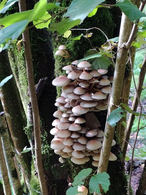 Und nun komme ich mit Fotografieren kaum noch hinterher, so viele tolle Pilze gab es da zu sehen. Hier nur ein paar davon.....  | Foto: sigischlottke