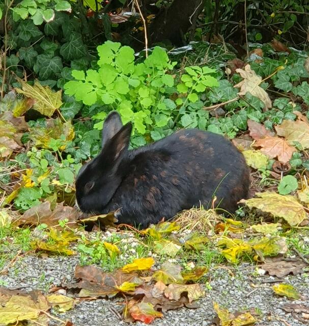 Herbsthase (!) ... wartet mit uns am Bahnhof Kirchheim auf die Ankunft der Gäste | Foto: privat Sibylle Tröber und Walter Pfenning