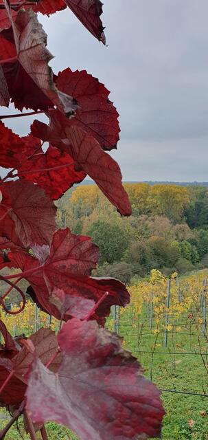 Herbstfarben | Foto: privat Sibylle Tröber und Walter Pfenning