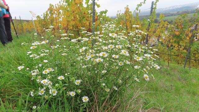 ... weiß ... | Foto: privat Sibylle Tröber und Walter Pfenning