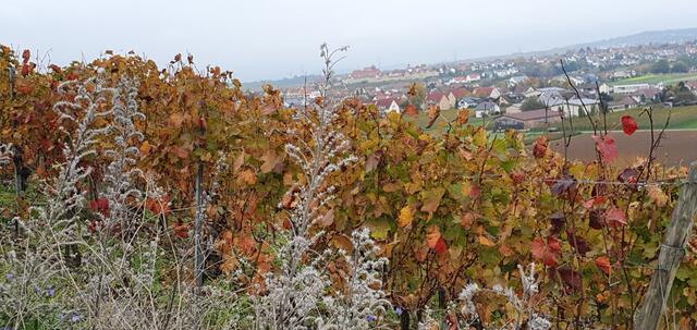 Wieder oben ... Blick auf Lauffen | Foto: privat Sibylle Tröber und Walter Pfenning