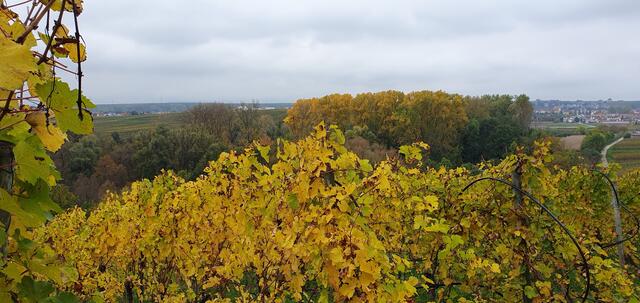 Blick von der Kirrberghütte aus nach Lauffen | Foto: privat Sibylle Tröber und Walter Pfenning