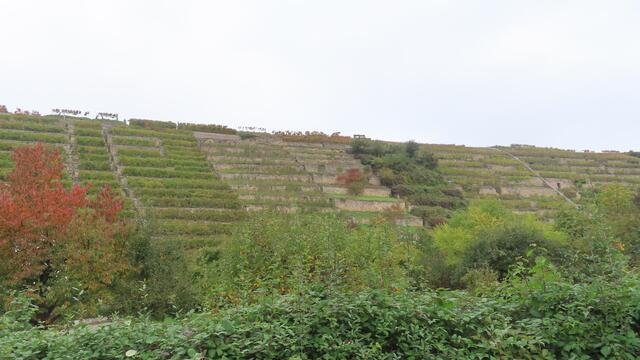 ... die Weinberge immer im Blick! | Foto: privat Sibylle Tröber und Walter Pfenning
