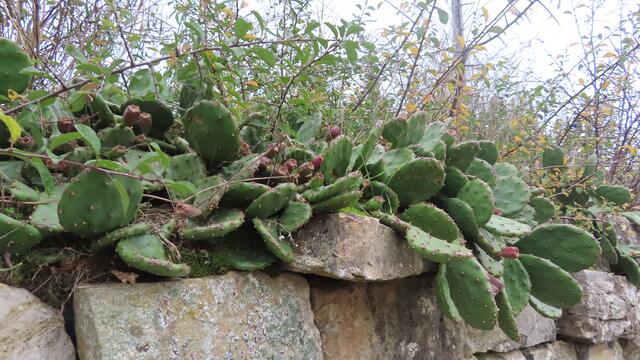 ... grün ... | Foto: privat Sibylle Tröber und Walter Pfenning