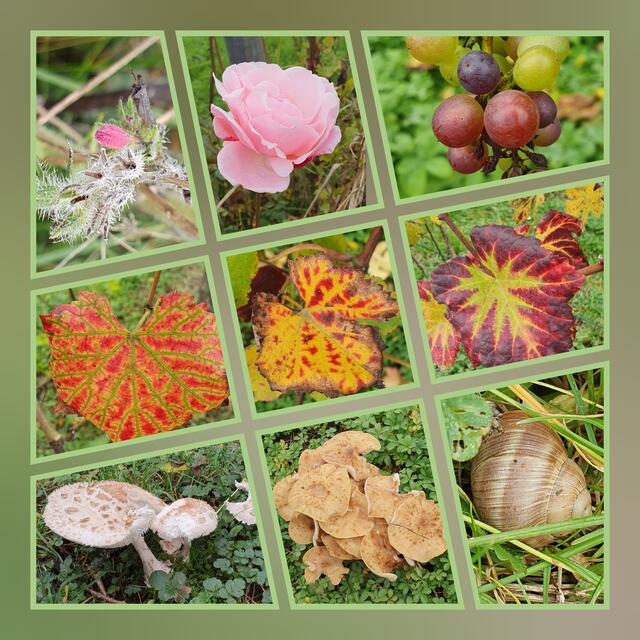 Herbstcollage | Foto: privat Sibylle Tröber und Walter Pfenning