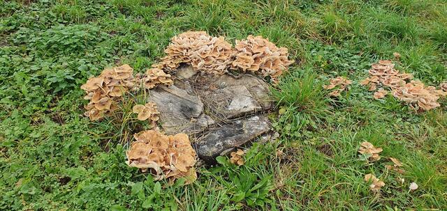 Pilze ... Herbst | Foto: privat Sibylle Tröber und Walter Pfenning