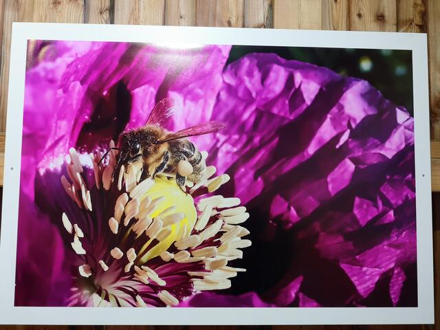 3. Platz: Honigbiene auf Mohn (Jörg Rüdele) | Foto: BV Hohenlohe-Öhringen