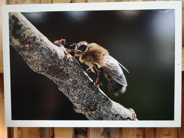 2. Platz: männliche Honigbiene / Drohne (Lia Kübler) | Foto: BV Hohenlohe-Öhringen