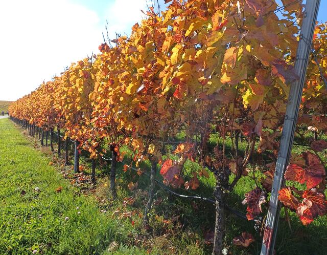 Farben der Weinberge | Foto: E. Rosendorf