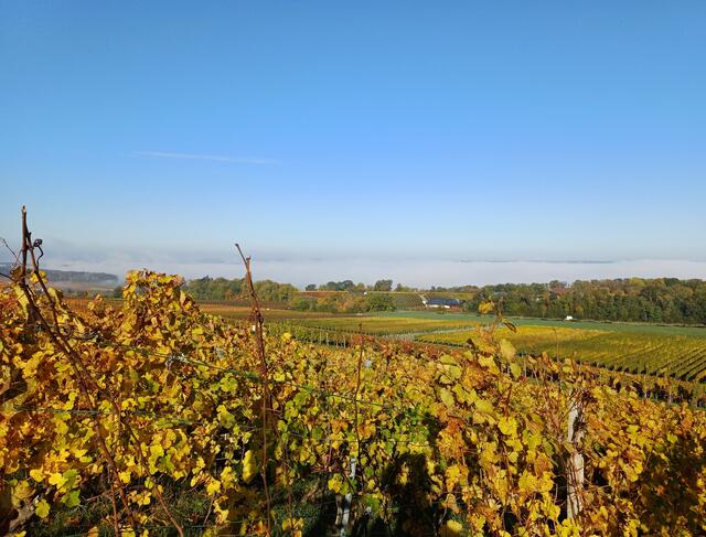 Herbstnebel im Hintergrund | Foto: E. Rosendorf