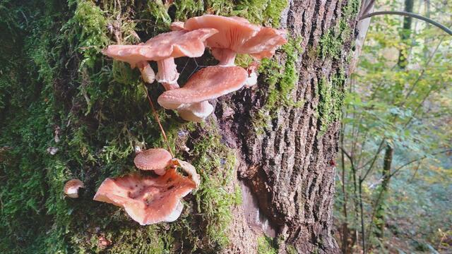 Das Kochertal zwischen Braunsbach und Döttingen | Foto: Ralf Röser