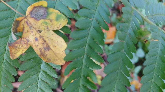 Farn | Foto: Ralf Röser