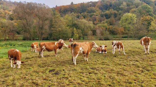 Das Kochertal zwischen Braunsbach und Döttingen | Foto: Ralf Röser