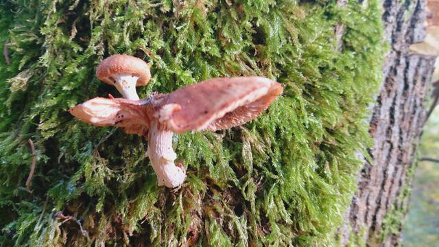 Das Kochertal zwischen Braunsbach und Döttingen | Foto: Ralf Röser