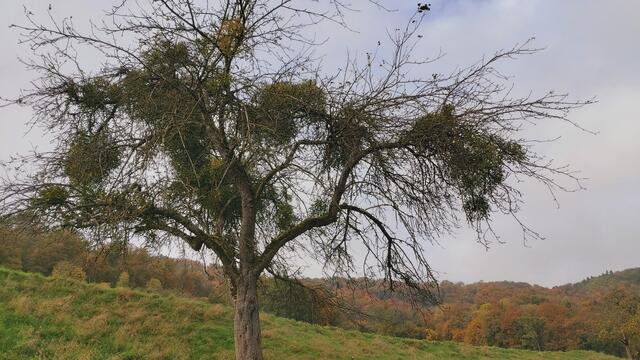 Das Kochertal zwischen Braunsbach und Döttingen | Foto: Ralf Röser