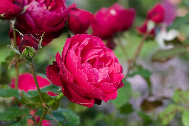 Rote Rosen sind DAS Symbol für die Liebe. | Foto: Michael Harmsen