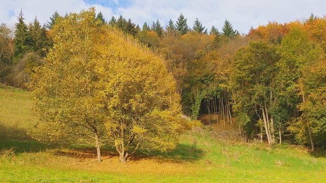 Das Kochertal zwischen Braunsbach und Döttingen | Foto: Ralf Röser