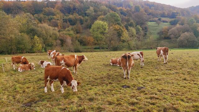 Das Kochertal zwischen Braunsbach und Döttingen | Foto: Ralf Röser