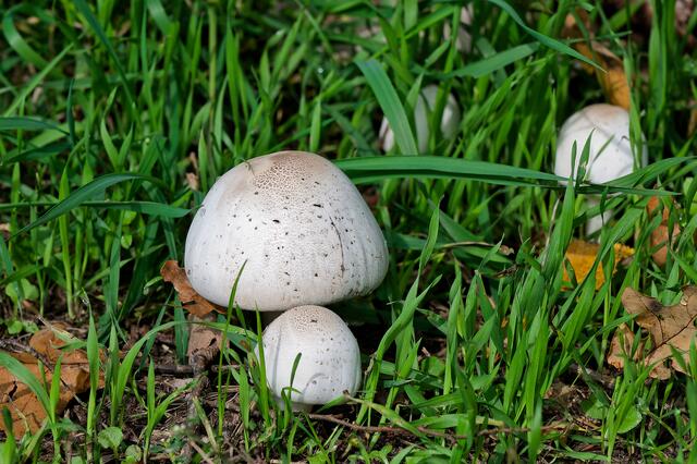 Ein paar Wiesencampigons entdecken wir auch. | Foto: Michael Harmsen