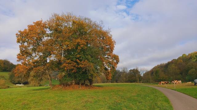 Das Kochertal zwischen Braunsbach und Döttingen | Foto: Ralf Röser