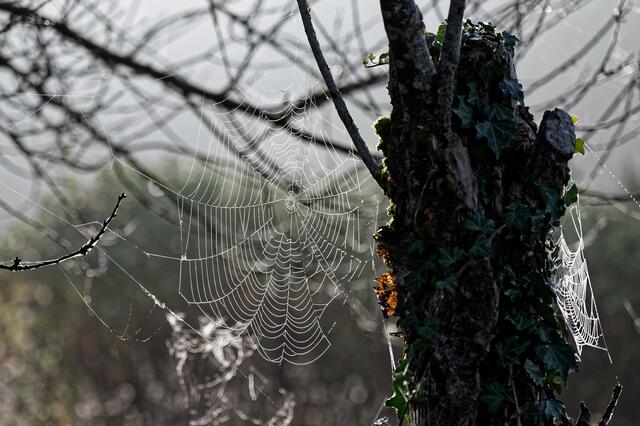 Jetzt ist die Zeit zu der man Spinnennetze besonders gut fotografieren kann.
 | Foto: Michael Harmsen