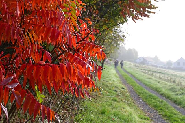 Das kräftige Rot des Essigbaums leuchtet auch im trüben Nebel. | Foto: Michael Harmsen
