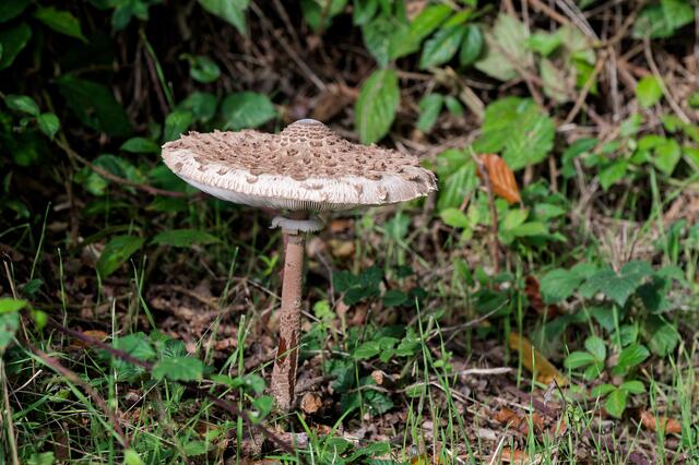 Der Parasol, paniert eine Delikatesse.
 | Foto: Michael Harmsen