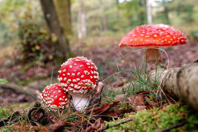 Hübsch, aber giftig: Heimatreporterin Uschi Duglin hat diese Fliegenpilze auf dem Bürgerportal meine.stimme eingestellt – das Bild des Monats Oktober für Hohenlohe. | Foto: Uschi Dugulin