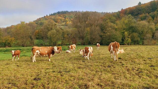 Das Kochertal zwischen Braunsbach und Döttingen | Foto: Ralf Röser