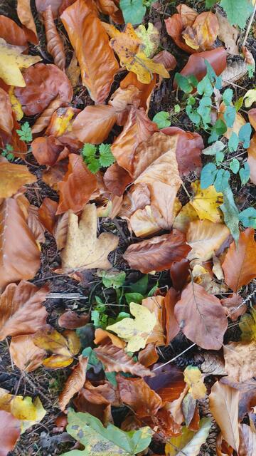 Das Kochertal zwischen Braunsbach und Döttingen | Foto: Ralf Röser