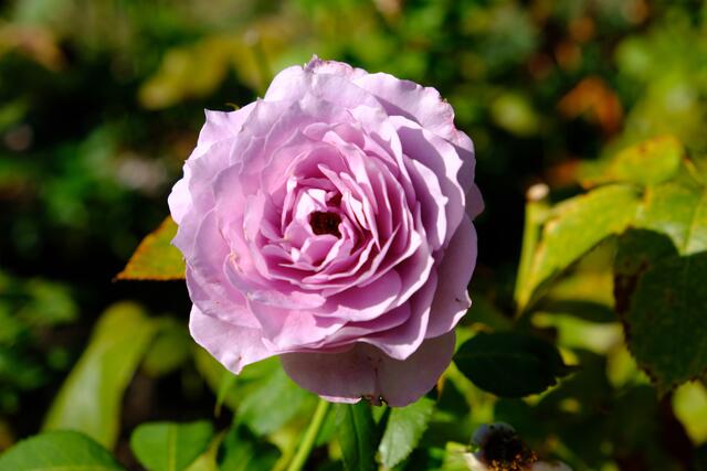 Foto: Eduard Warenik