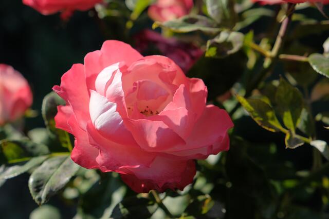 Foto: Eduard Warenik