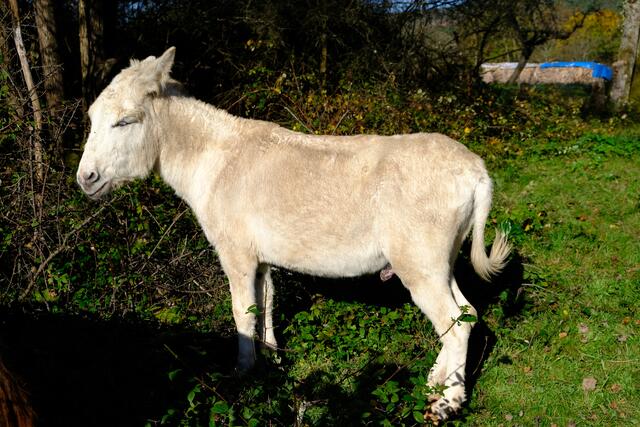 Foto: Eduard Warenik