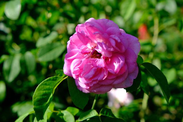 Foto: Eduard Warenik