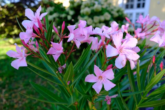 Foto: Eduard Warenik