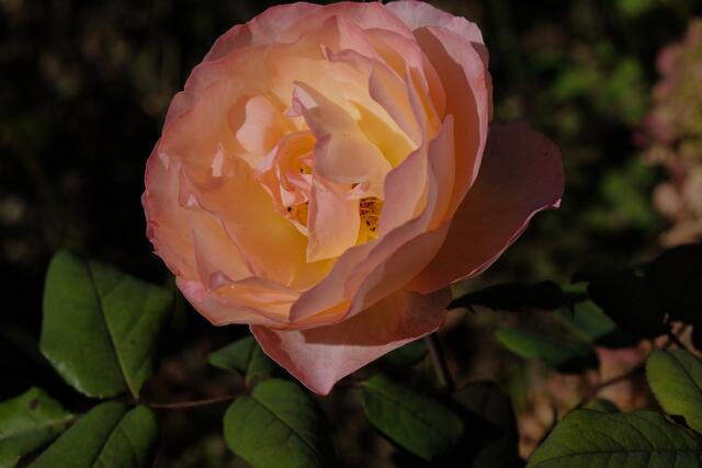 Foto: Eduard Warenik