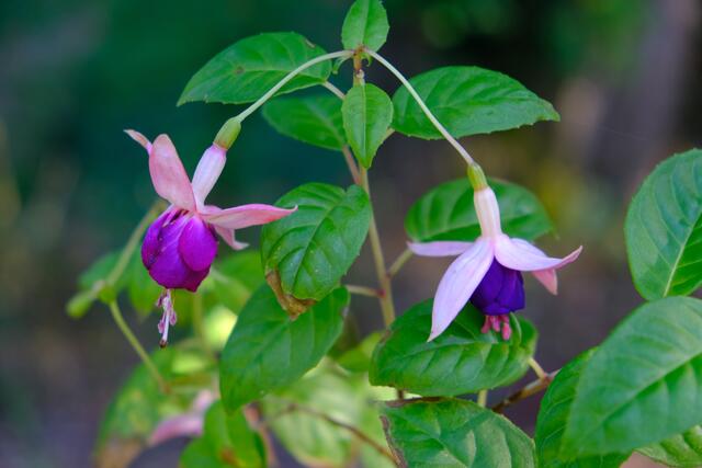 Foto: Eduard Warenik