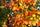 Bunter Herbst | Foto: Konrad Schomerus