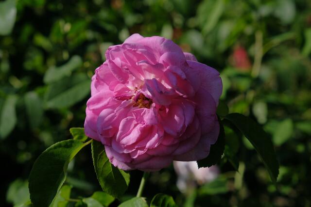 Foto: Eduard Warenik