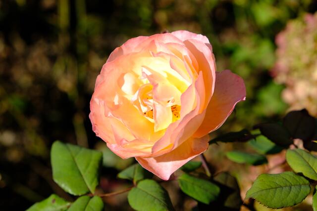 Foto: Eduard Warenik