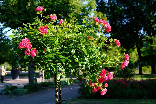 Foto: Eduard Warenik