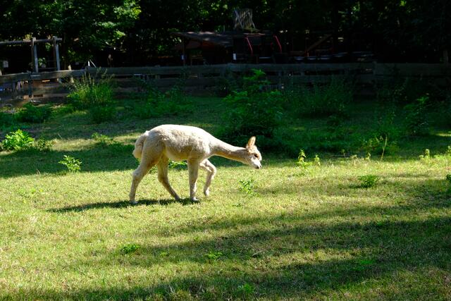 Foto: Eduard Warenik