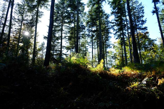 Foto: Eduard Warenik